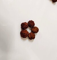 4 Mukhi Rudraksha