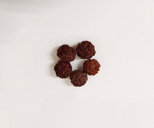 Rudraksha