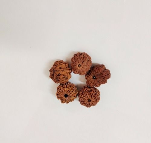 8 Mukhi Rudraksha