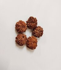 10 Mukhi Rudraksha