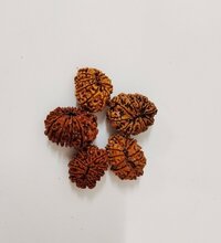 12 Mukhi Rudraksha