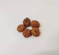 13 Mukhi Rudraksha
