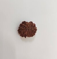 14 Mukhi Rudraksha - Rudraksha Seed, Round Shape, Brown Color | Authentic 14 Mukhis from Nepal for Spiritual Enlightenment