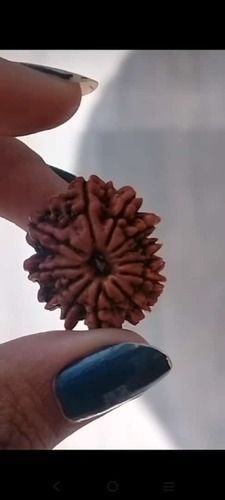 12 Mukhi Nepali Rudraksha