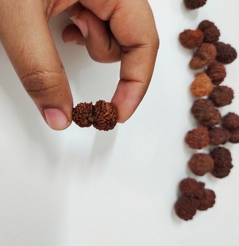 Nepali Rudraksha