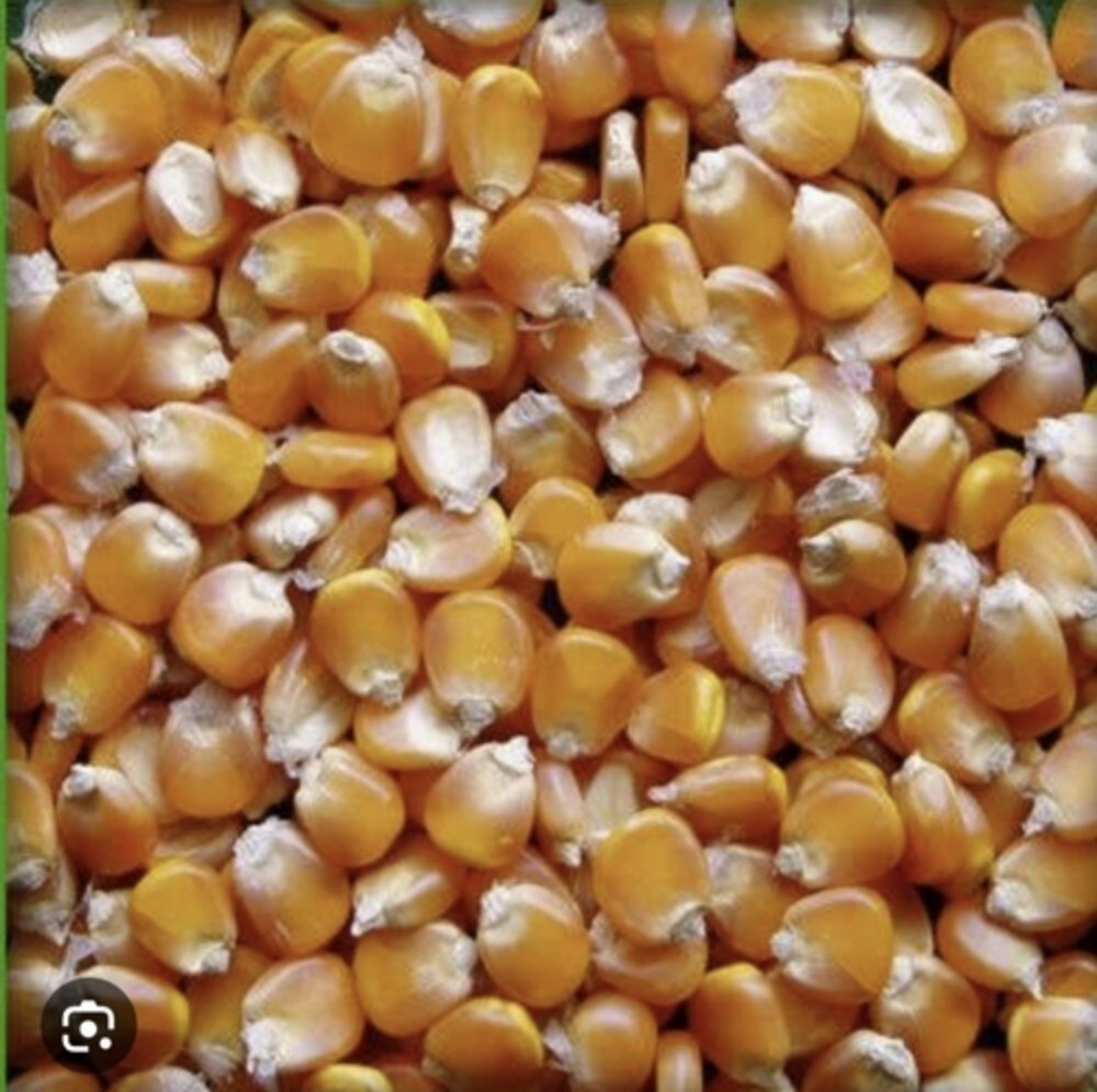 Maize Seed - Admixture (%): No