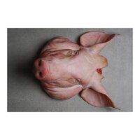 Frozen Pork Head for sale