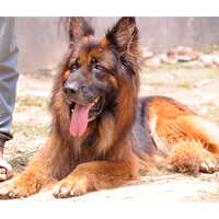 Brown Old German Shepherd Dog - Color: As Per Availability
