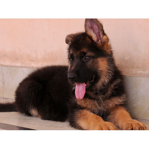 Black Old German Shepherd Dog - Color: As Per Availability