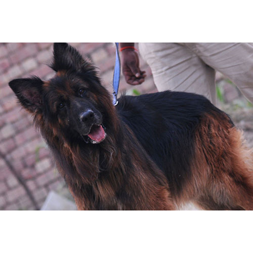 German Shepherd Adult Dog - Color: As Per Availability