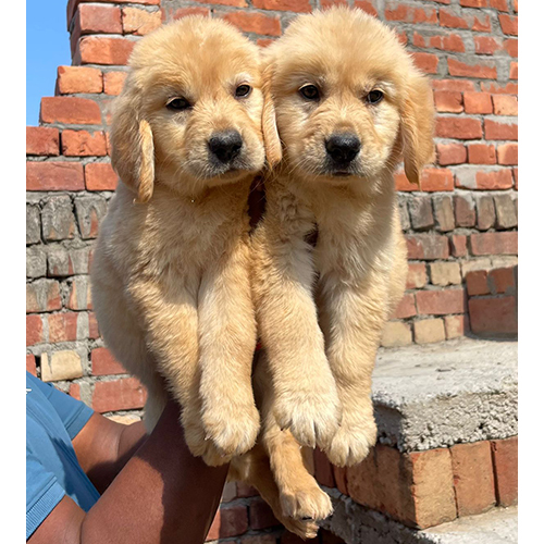 White Golden Retriever Puppies - Color: As Per Availability