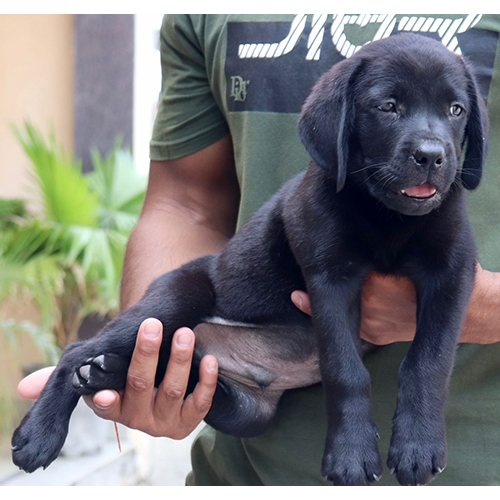 Black Labrador Retriever Puppies - Color: As Per Availability