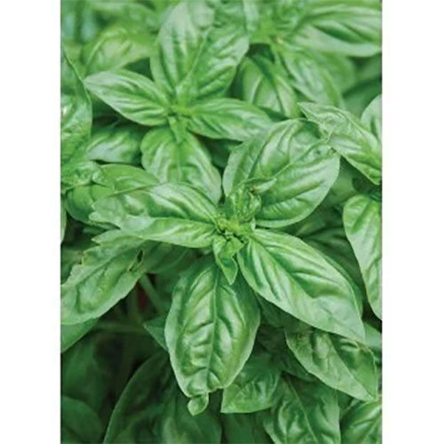 Natural Linalool (Ex Basil) - Ingredients: Herbs