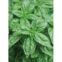 Natural Linalool (ex Basil) - Ingredients: Herbs