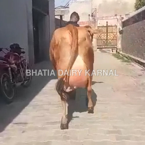 Black Sahiwal Cow