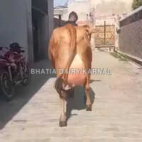 Sahiwal Cow