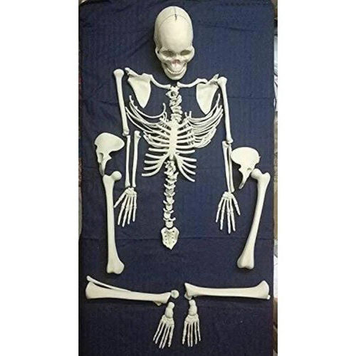 White Desarticulated Skeleton Model Indian