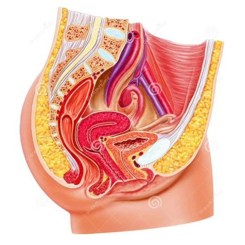 Female Reproductive System Model