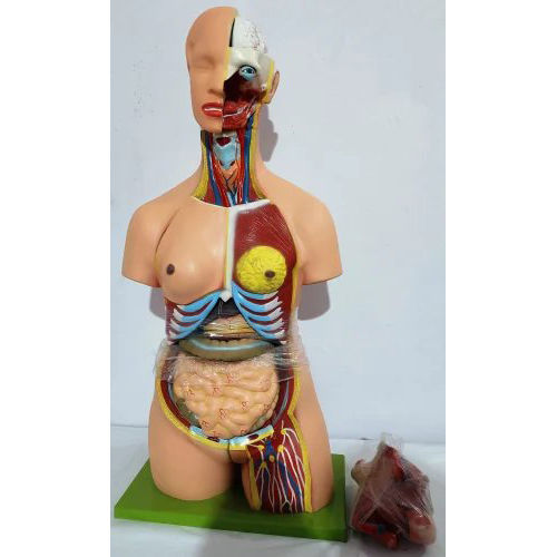 Human Torso Model