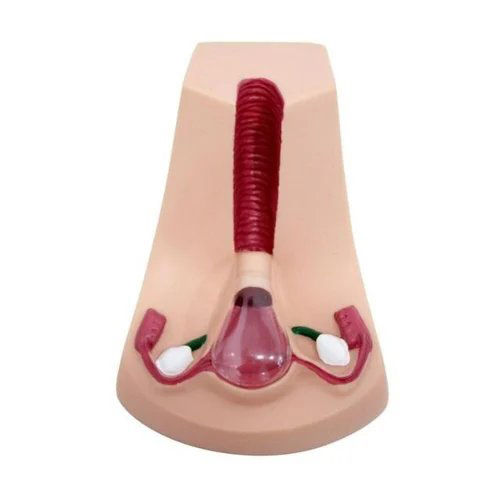 Intra Uterine Device Insertion Model