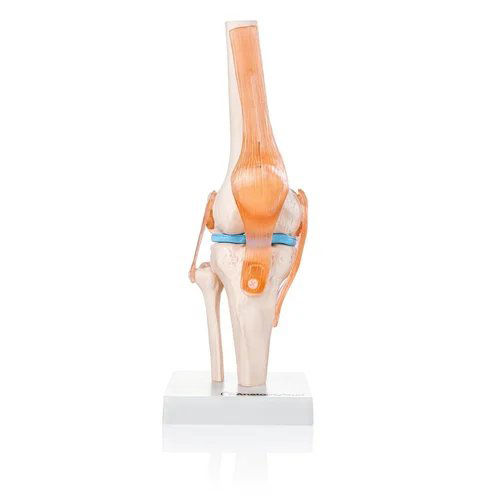 Knee Joint Model