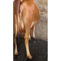 Sahiwal Cow