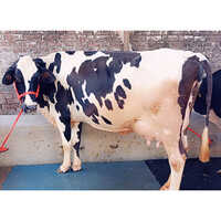Livestock Jersey Cow