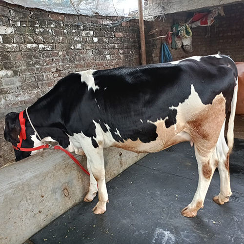 Dairy Jersey Cow - Color: As Per Availability