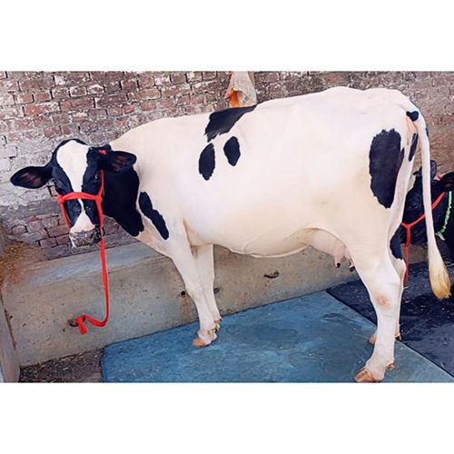 Indian Jersey Cow - Color: As Per Availability