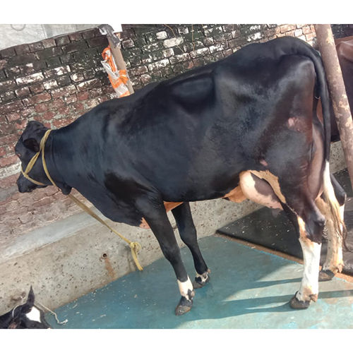 Female Sahiwal Cow - Color: As Per Availability