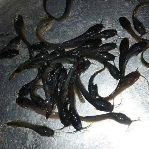 Mangur Fish Seed