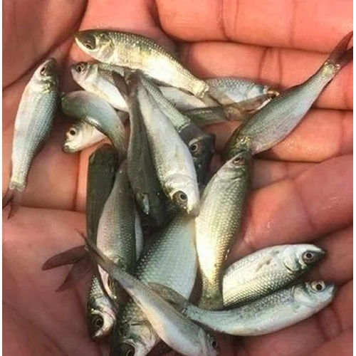 Good Quality Mrigal Fish Seed