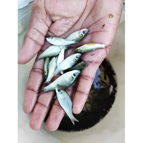 Good Quality Silver Carp Fish Seeds