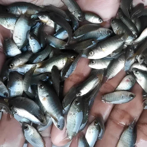 Vietnam Koi Fish Seed