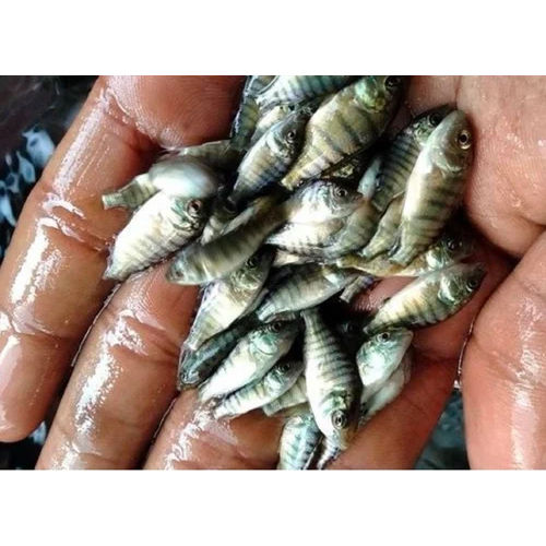 Good Quality Monosex Tilapia Fish Seed