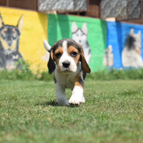 Different Available Brown Beagle Puppies