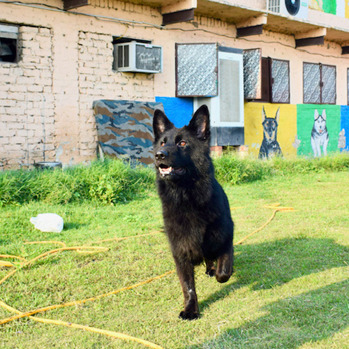 Different Available Black Old German Shepherd Dog