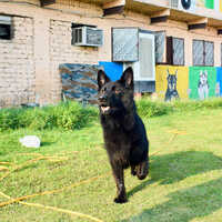 Different Available Black Old German Shepherd Dog