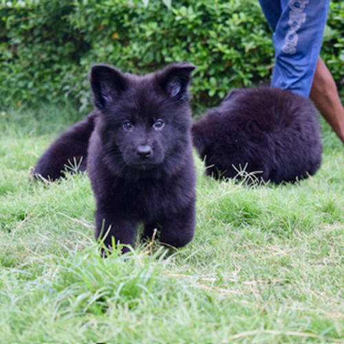 Different Available Black German Shepherd Puppies