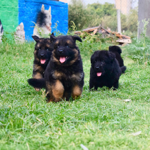 Indian German Shepherd Puppies