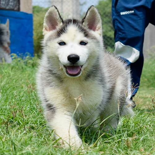 White Husky Puppies