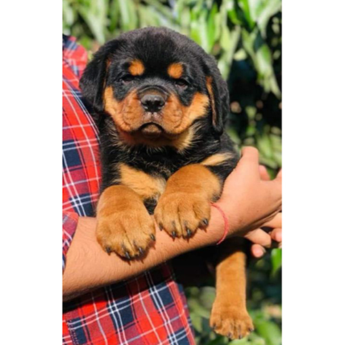 Different Available Black And Brown Rottweiler Puppies