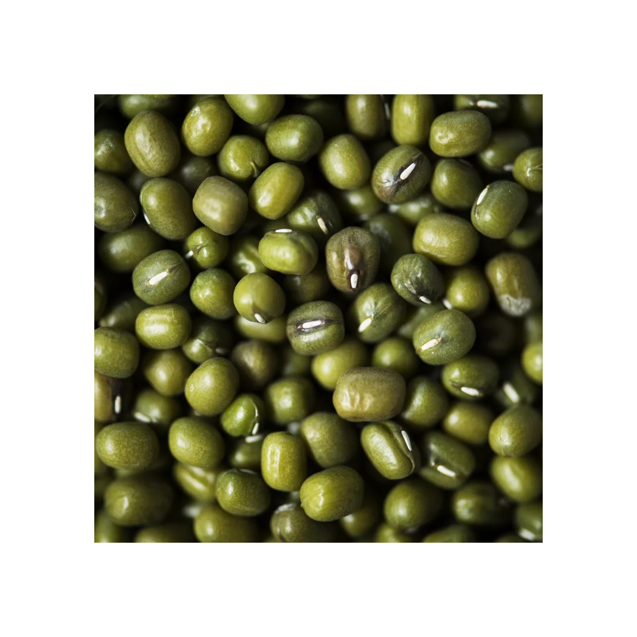 Green Mung Beans Wholesale High Quality Green Vigna Mung Beans