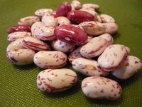 wholesale Dried Light Speckled Kidney Beans Cranberry Beans
