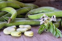 Fried Fava Beans Salted Broad Beans Snack