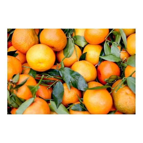 Fresh Oranges For Wholesale