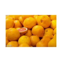 new crop top quality fresh white grapefruit