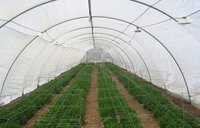 Anti Insect Net