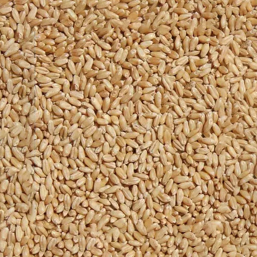 Wheat Grain