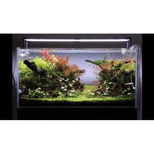 Tensparent Custom Made Planted Aquarium Full Set Up With Cabinet For Decoration